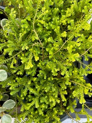 Selaginella Green Spikemoss